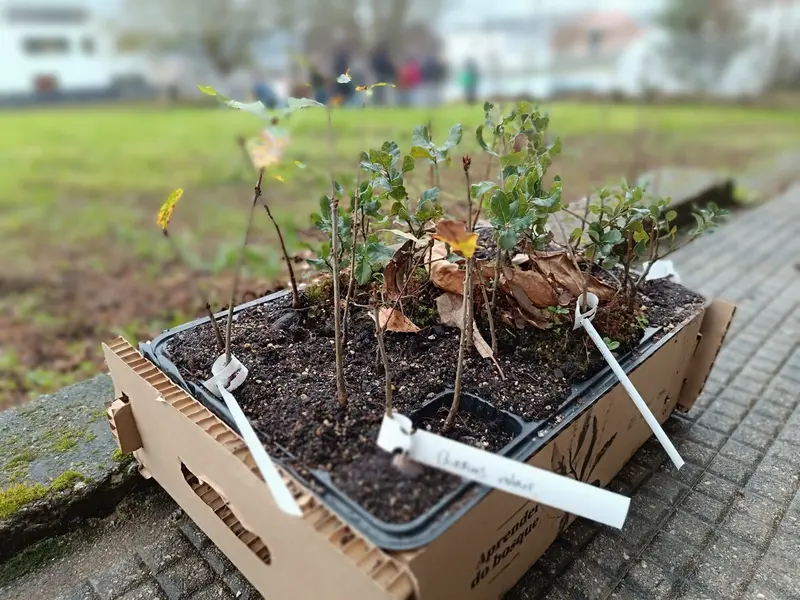 Inicia la plantación de un nuevo bosque en el colegio Valle Inclán de Oleiros