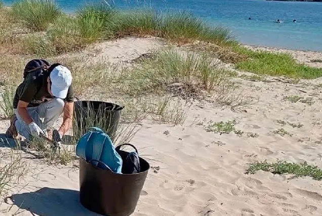 Convocan una retirada de plantas invasoras en las dunas de Santa Cristina