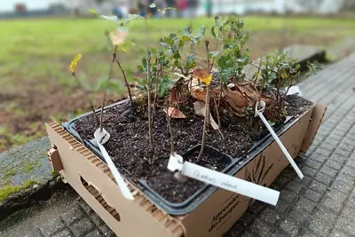 Inicia la plantación de un nuevo bosque en el colegio Valle Inclán de Oleiros