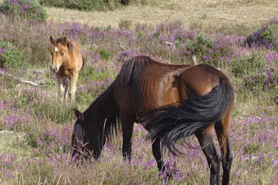 Oleiros organiza una ruta por la Serra do Forgoselo y Alto de Racamonde