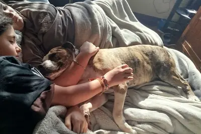 Capi, el pit bull veterano, encuentra un hogar en Oleiros