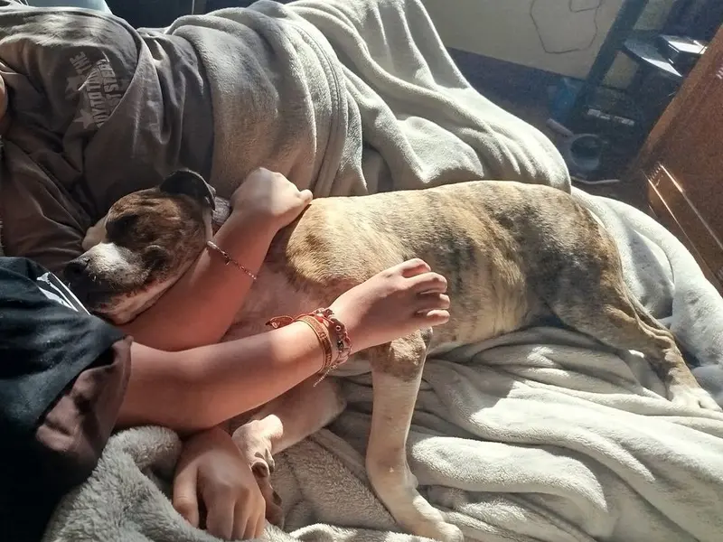 Capi, el pit bull veterano, encuentra un hogar en Oleiros