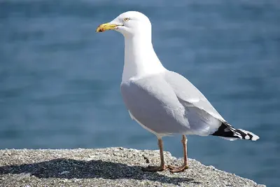 Oleiros reporta nuevos casos de gripe aviar en aves silvestres