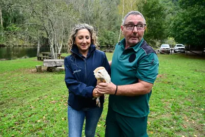 Liberan en las Fragas do Eume un ratonero y una lechuza recuperados en Oleiros