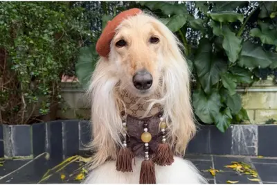Catalina, la galga afgana de Oleiros, brilla como modelo en la nueva campaña de Zara Kids