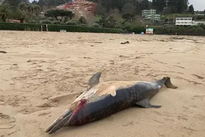 Aparece un delfín muerto en la playa de Bastiagueiro, Oleiros